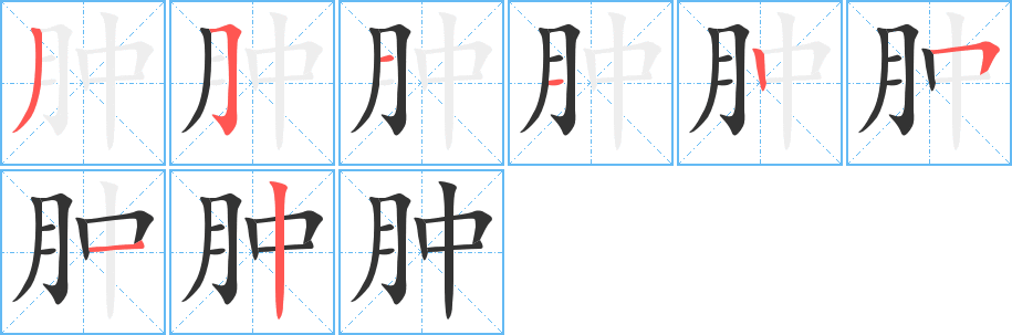 腫字的筆順?lè)植窖菔?></p>
<h2>腫的釋義：</h2>
腫<br />（腫）<br />zhǒng<br />皮肉浮脹：腫脹。腫瘤。腫痛。浮腫。紅腫。膿腫。臃腫。<br />筆畫(huà)數(shù)：8；<br />部首：月；<br />筆順編號(hào)：35112512<br />
<p>上一個(gè)：<a href='bs2435.html'>肫的筆順</a></p>
<p>下一個(gè)：<a href='bs2433.html'>肢的筆順</a></p>
<h3>相關(guān)筆畫(huà)筆順</h3>
<p class=