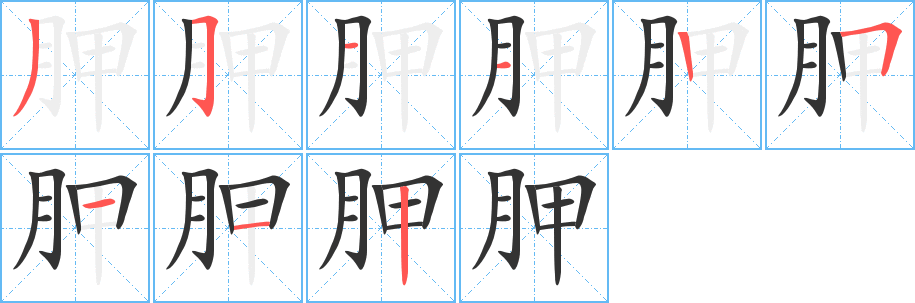 胛字的筆順分步演示