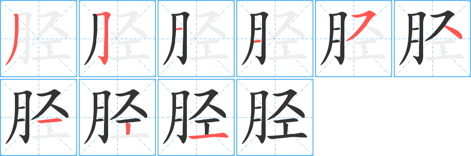 脛字的筆順分步演示