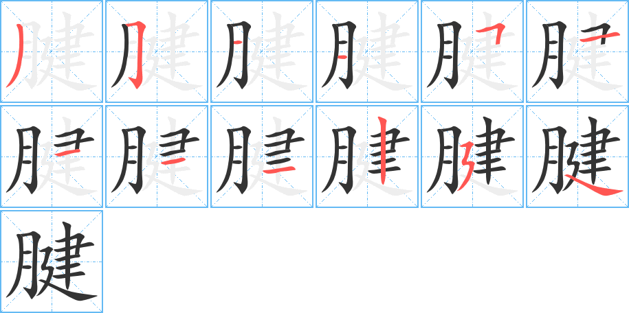 腱字的筆順分步演示